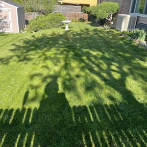 grass cutting by MS Professional Solutions reviewed on August 16, 2025
