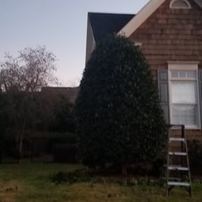 Bush Trimming by McLean Services reviewed on August 15, 2025