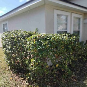Bush Trimming by Reds lawncare and more reviewed on August 20, 2025