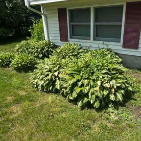 Flower Bed Weeding by MikesMowing reviewed on June 27, 2026