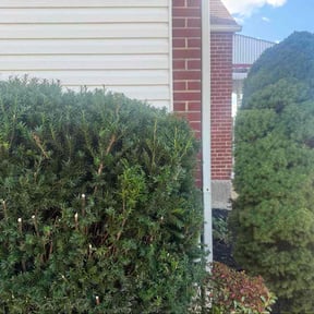 Bush Trimming by TLG LAWN SERVICE  reviewed on November 22, 2025