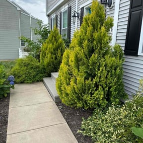 Bush Trimming by We cutz reviewed on May 5, 2024