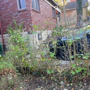 Bush Trimming by Morgan's Lawncare reviewed on August 19, 2025