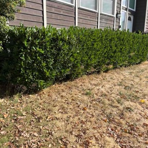 Bush Trimming by Verde lawn care reviewed on May 19, 2022