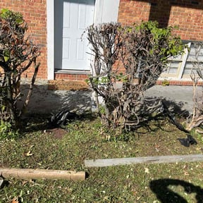 Flower Bed Weeding by Precision Landscaping &amp; more reviewed on November 21, 2025