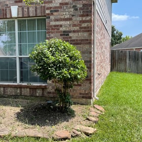 Bush Trimming by Bowie made business llc reviewed on August 19, 2025