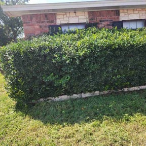 Bush Trimming by Lantern Landscape LLC reviewed on October 20, 2025