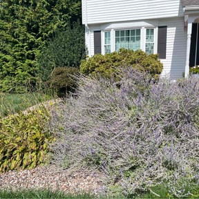 Bush Trimming by Vision Pool Services and Landscaping reviewed on November 20, 2025