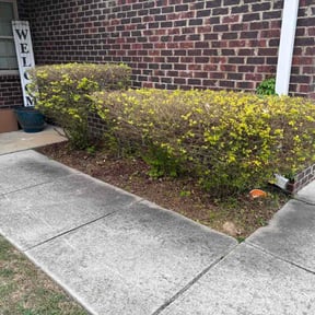 Bush Trimming by Dave doris reviewed on April 21, 2026