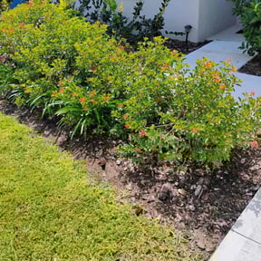 Flower Bed Weeding by Earth Cutz Lawn Services reviewed on August 19, 2025