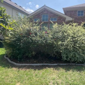 Bush Trimming by VoidCare reviewed on August 16, 2025