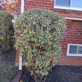 Bush Trimming by J&amp;l landscaping reviewed on October 18, 2025