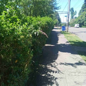 Bush Trimming by Curb Appeal reviewed on August 21, 2025