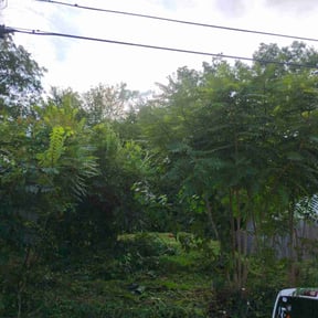 Leaf Removal by Mckinneys Lawn &amp; Tree Care reviewed on September 26, 2025