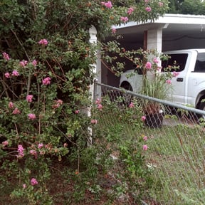 Bush Trimming by Neighborhood Cutz reviewed on November 20, 2025