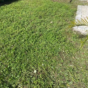 Bush Trimming by M &amp; F Landscaping Services LLC reviewed on July 13, 2022