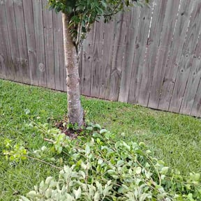 Bush Trimming by Palmetto Land Service reviewed on July 6, 2026