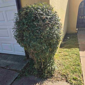 Bush Trimming by Co Services. reviewed on October 23, 2025