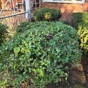 Bush Trimming by TMD ELITE PROPERTY PRESERVATION LLC reviewed on December 18, 2025