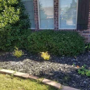 Bush Trimming by A &amp; B Premier Lawncare reviewed on October 20, 2025