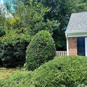 Bush Trimming by Pauls handyman services reviewed on September 16, 2026