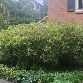 Bush Trimming by KeyBoy Entertainment reviewed on August 14, 2025