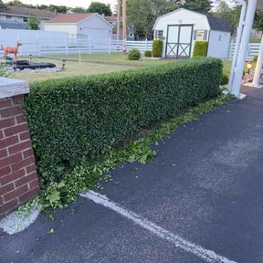 Bush Trimming by Almanza lawn care reviewed on June 12, 2026