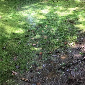 Leaf Removal by Troys lawn &amp;  maintenance reviewed on September 18, 2025