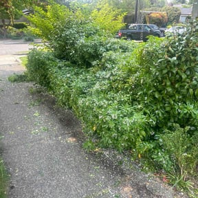 Bush Trimming by G&G Yard Care reviewed on August 19, 2025