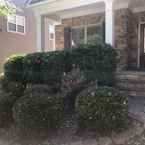 Bush Trimming by Allen Investments reviewed on August 15, 2025