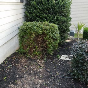 Bush Trimming by CadeAndKids LLC reviewed on August 19, 2025