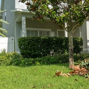 Bush Trimming by Legacy Coast Yard Co. reviewed on June 16, 2025