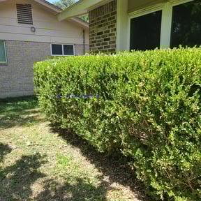 Bush Trimming by TNT Lawn Care reviewed on August 18, 2025