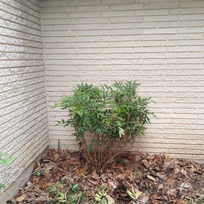 Bush Trimming by Jerrel's Handyman & Lawn Service LLC reviewed on August 19, 2025