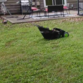 Leaf Removal by Evangeline reviewed on September 24, 2025