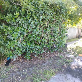 Bush Trimming by Jones Pressure Washing and Landscaping reviewed on October 20, 2025