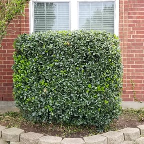 Bush Trimming by JC Landscaping  reviewed on September 22, 2023