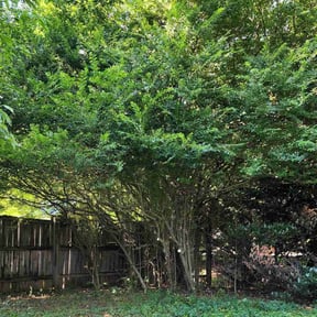 Bush Trimming by Lawn Pro grounds management reviewed on August 18, 2025