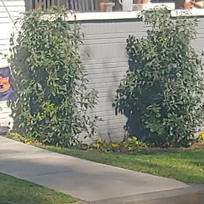 Bush Trimming by Big boy lawns reviewed on August 14, 2025