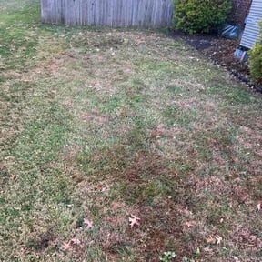 Leaf Removal by MIP reviewed on October 20, 2025