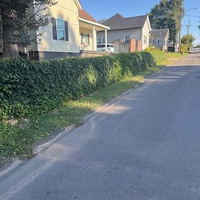 Bush Trimming by Cutting Under Pressure reviewed on December 11, 2025