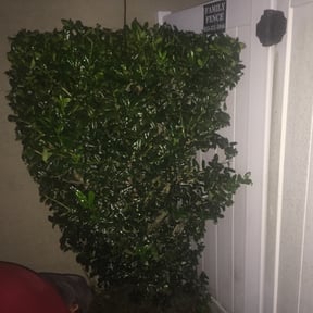 Bush Trimming by Haddad's lawn care and landscaping reviewed on August 15, 2025