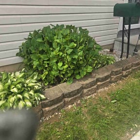 Bush Trimming by Rocky's Lawn Care reviewed on August 17, 2025