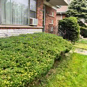 Bush Trimming by R+Care Lawn Services reviewed on August 17, 2025
