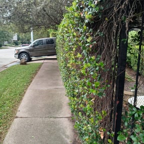 Bush Trimming by Picture perfect lawn care N Property specialists  reviewed on August 19, 2025