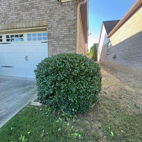 Bush Trimming by Complete Lawn Care reviewed on June 10, 2026