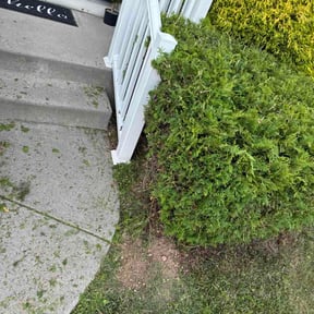 Bush Trimming by Troy's lawn care reviewed on June 25, 2026