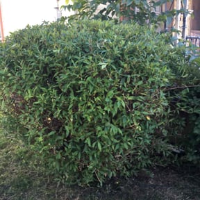Bush Trimming by Easy lawn care and more reviewed on August 21, 2025
