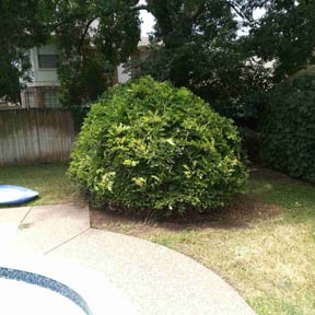 Bush Trimming by AllTex Home And Commercial Services reviewed on August 17, 2025
