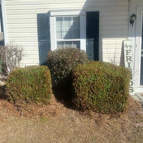 Bush Trimming by MKR DESIGNS, LLC reviewed on August 17, 2025